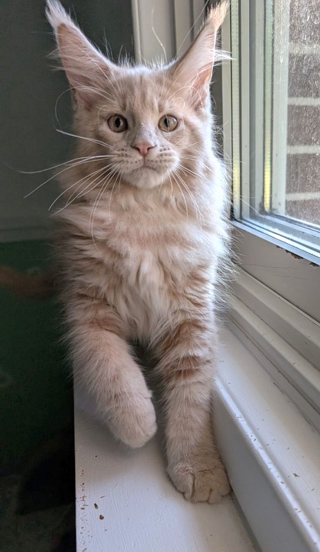 Yellow submarine Monterini - Кошеня мейн-кун 2 місяця 3 тижні