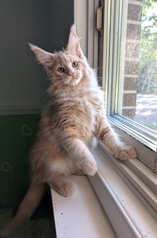 Yellow submarine Monterini - Кошеня мейн-кун 2 місяця 3 тижні