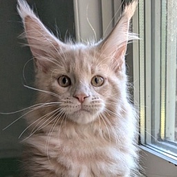 Yellow submarine Monterini