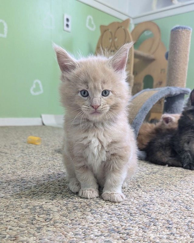 Yellow submarine Monterini - Кошеня мейн-кун 1 місяць 1 тиждень