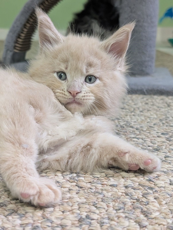 Yellow submarine Monterini - Кошеня мейн-кун 1 місяць 1 тиждень