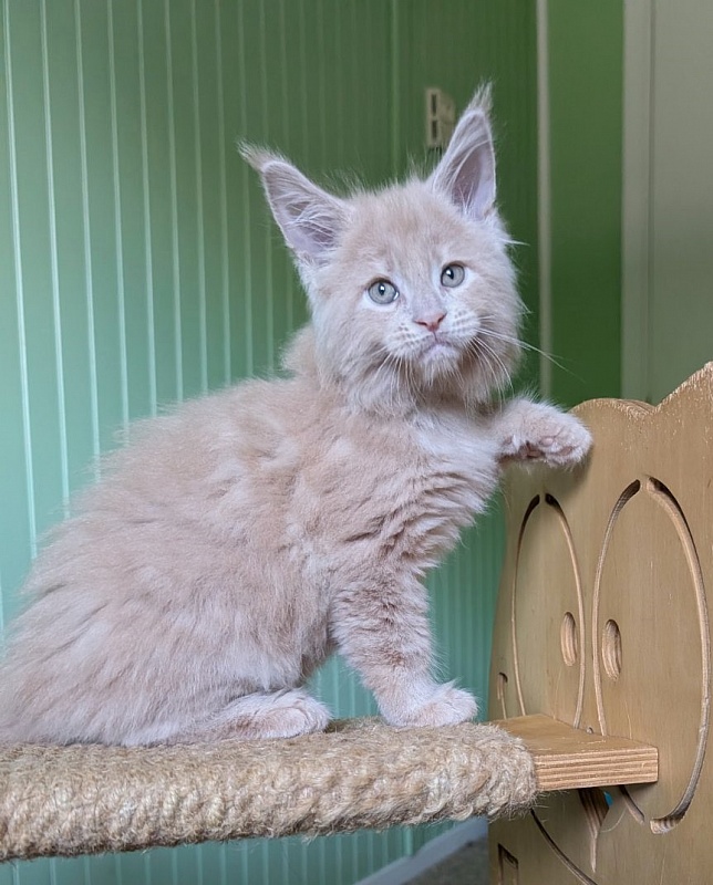 Yellow submarine Monterini - Кошеня мейн-кун 1 місяць 2,5 тижні