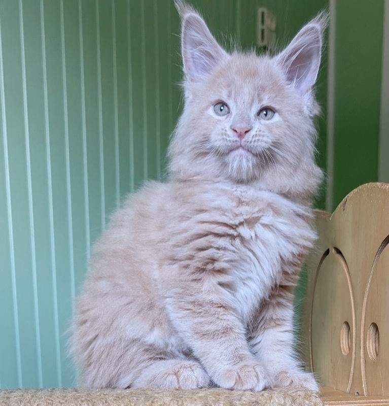 Yellow submarine Monterini - Кошеня мейн-кун 1 місяць 2,5 тижні