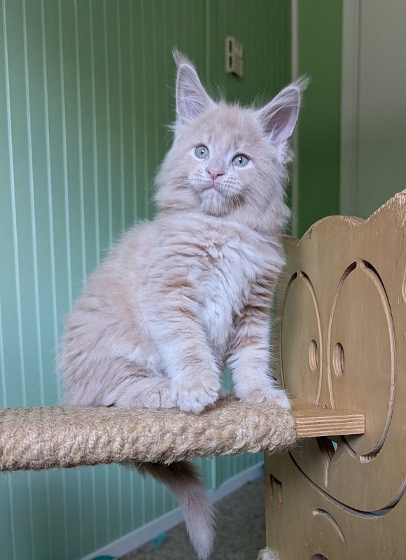 Yellow submarine Monterini - Кошеня мейн-кун 1 місяць 2,5 тижні