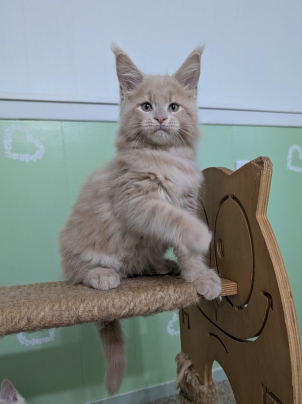 Yellow submarine Monterini - Кошеня мейн-кун 2 місяця 1,5 тиждень