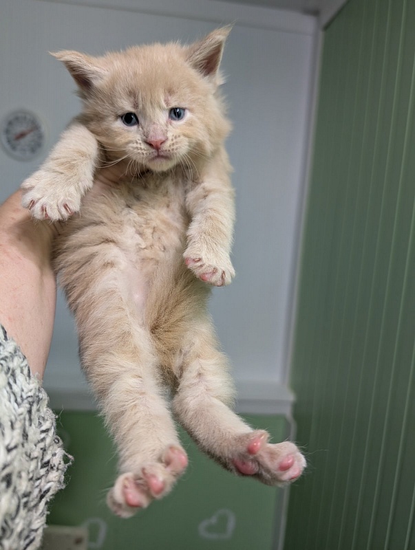 Yellow submarine Monterini - Кошеня мейн-кун 3,5 тижні