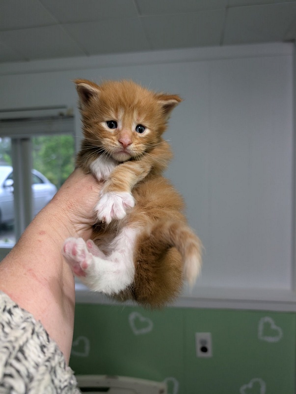 Zoro Monterini - Кошеня мейн-кун 3,5 тижні