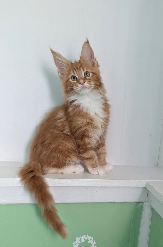 Zoro Monterini - Кошеня мейн-кун 2 місяця 3 тижні