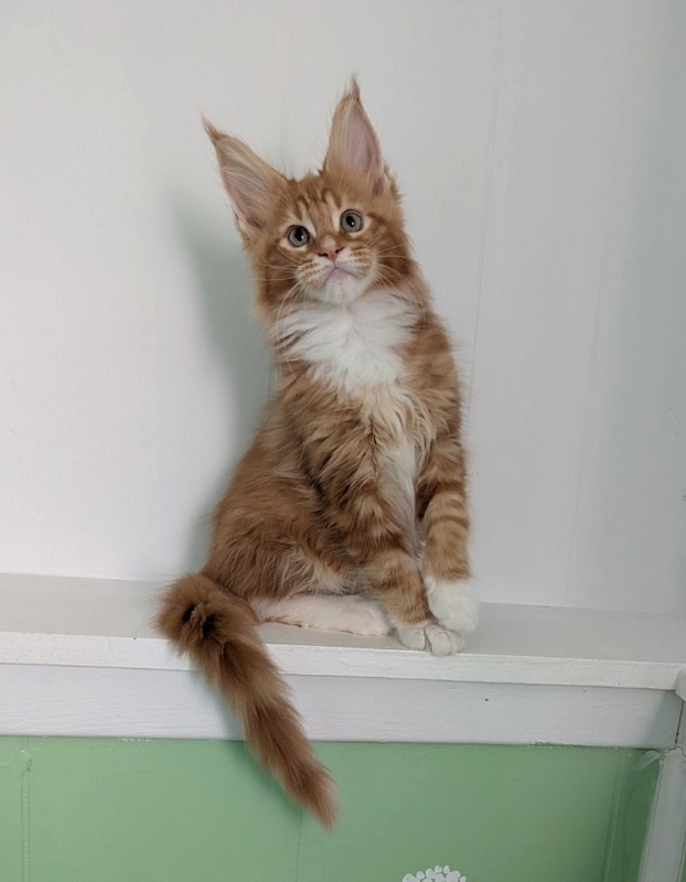 Zoro Monterini - Кошеня мейн-кун 2 місяця 3 тижні