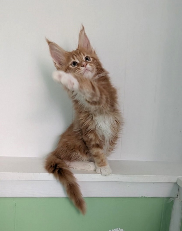 Zoro Monterini - Кошеня мейн-кун 2 місяця 3 тижні