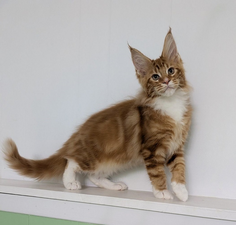 Zoro Monterini - Кошеня мейн-кун 3 місяця 2 тижні