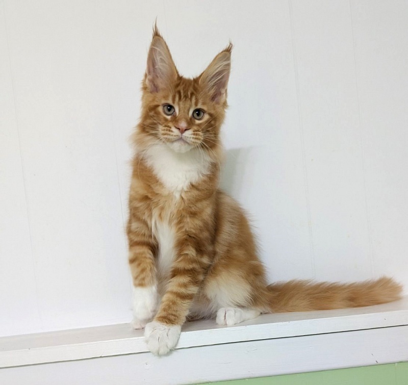 Zoro Monterini - Кошеня мейн-кун 3 місяця 2 тижні