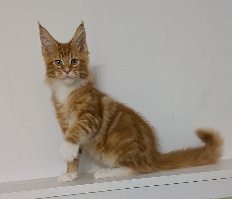 Zoro Monterini - Кошеня мейн-кун 3 місяця 2 тижні