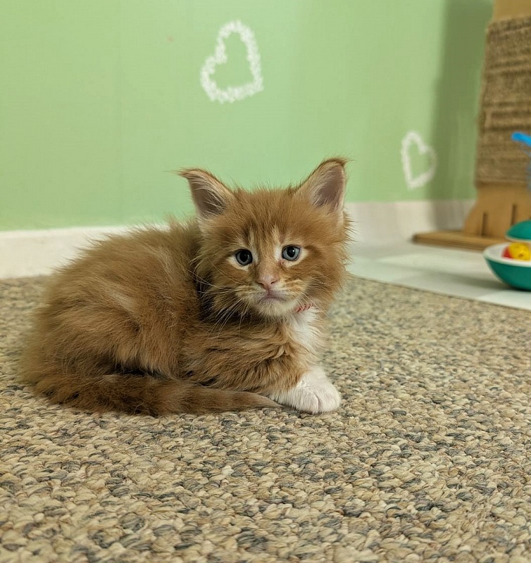 Zoro Monterini - Кошеня мейн-кун 1 місяць 1 тиждень