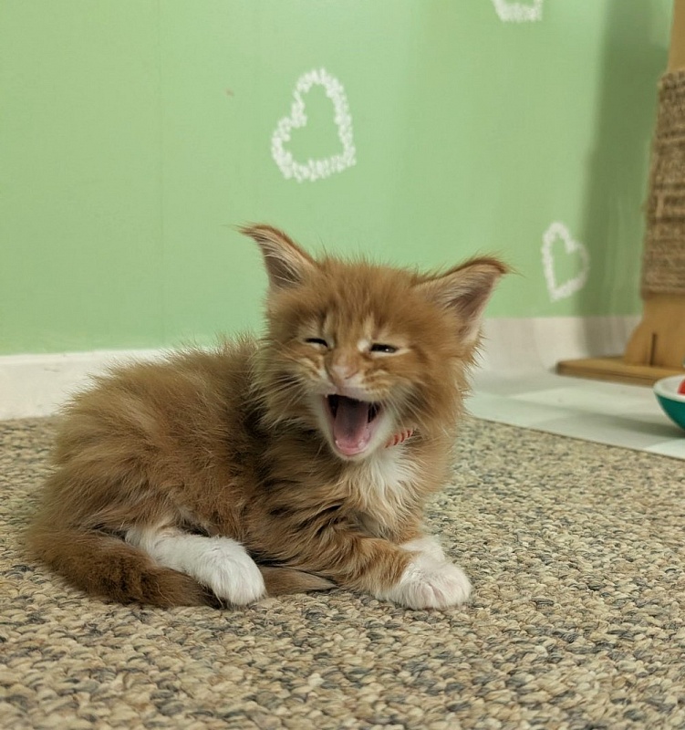 Zoro Monterini - Кошеня мейн-кун 1 місяць 1 тиждень