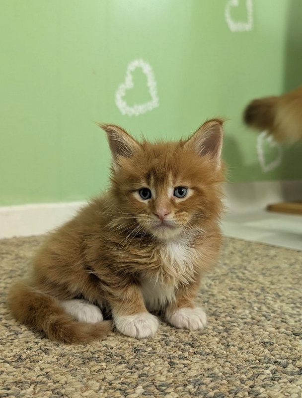 Zoro Monterini - Кошеня мейн-кун 1 місяць 1 тиждень