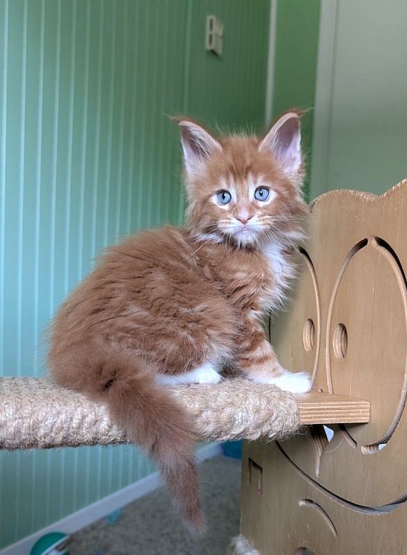 Zoro Monterini - Кошеня мейн-кун 1 місяць 2,5 тижні