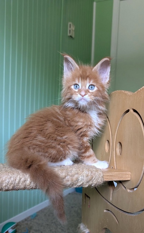 Zoro Monterini - Кошеня мейн-кун 1 місяць 2,5 тижні