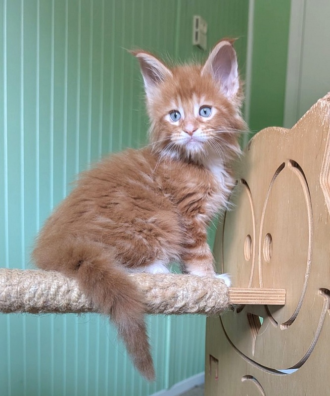 Zoro Monterini - Кошеня мейн-кун 1 місяць 2,5 тижні