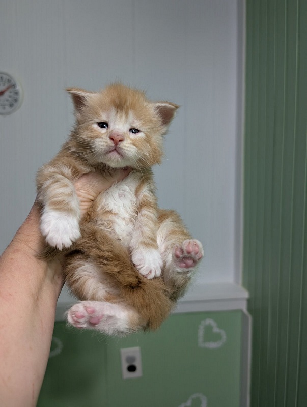 Zephyr  Monterini - Kitten maine-coon 3.5 weeks