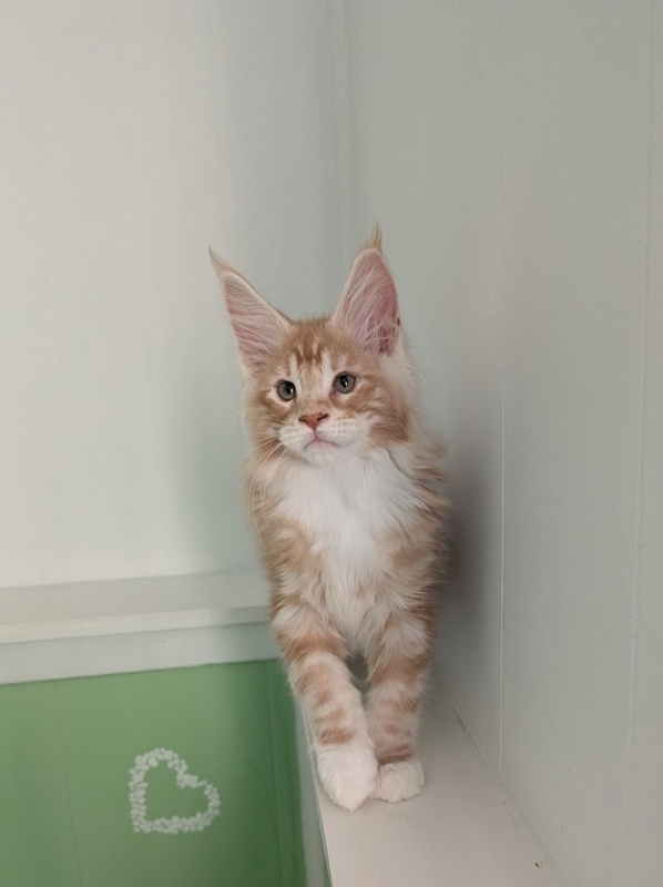 Zephyr  Monterini - Kitten maine-coon 2 months 3 weeks