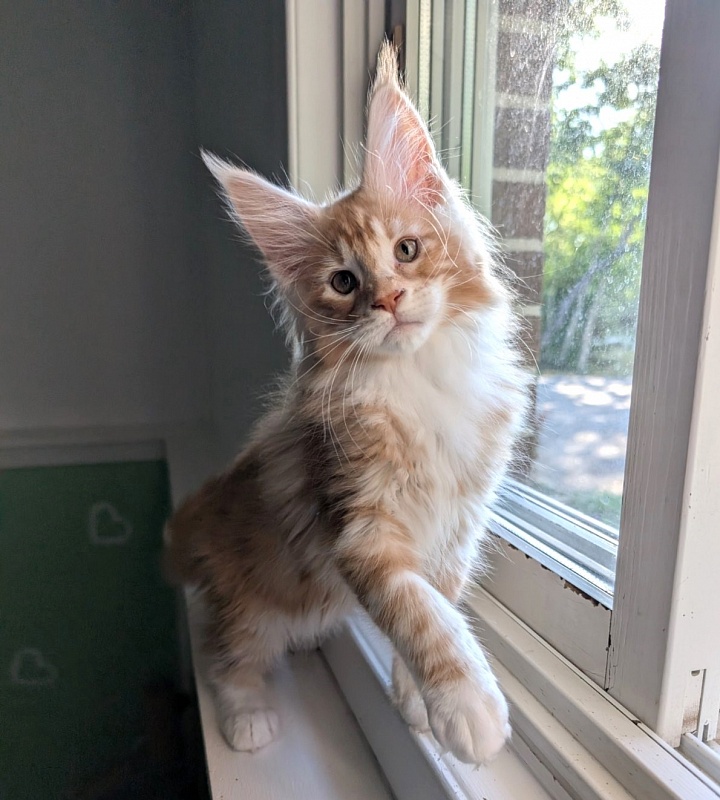 Zephyr  Monterini - Kitten maine-coon 2 months 3 weeks