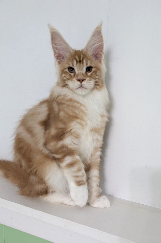 Zephyr  Monterini - Kitten maine-coon 3.5 months