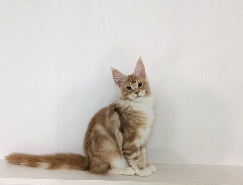 Zephyr  Monterini - Kitten maine-coon 3.5 months