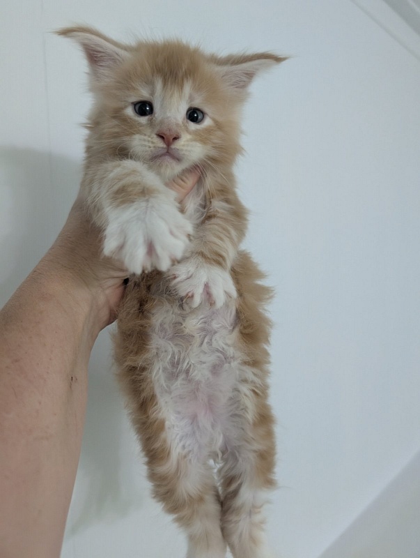 Zephyr  Monterini - Kitten maine-coon 1 month 1 week