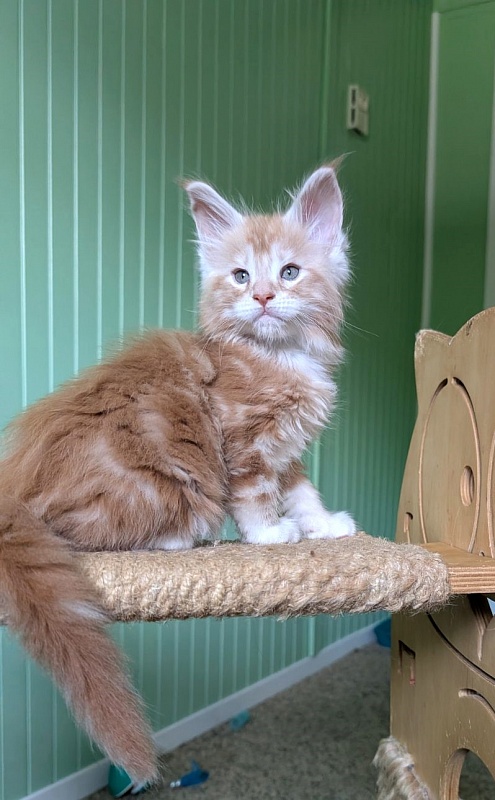 Zephyr  Monterini - Kitten maine-coon 1 month 2.5 weeks