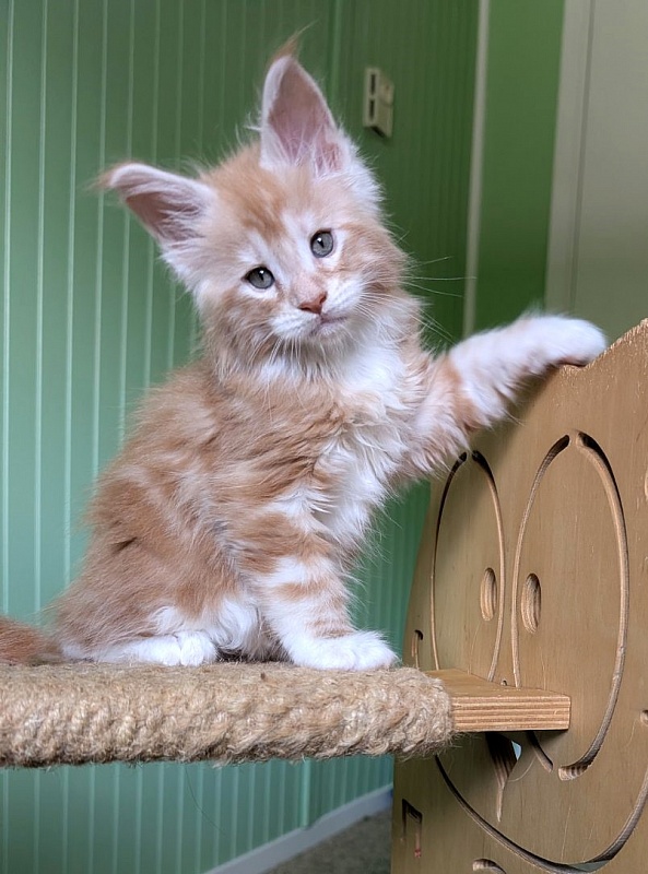 Zephyr  Monterini - Kitten maine-coon 1 month 2.5 weeks