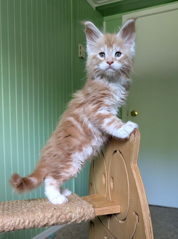 Zephyr  Monterini - Kitten maine-coon 1 month 2.5 weeks