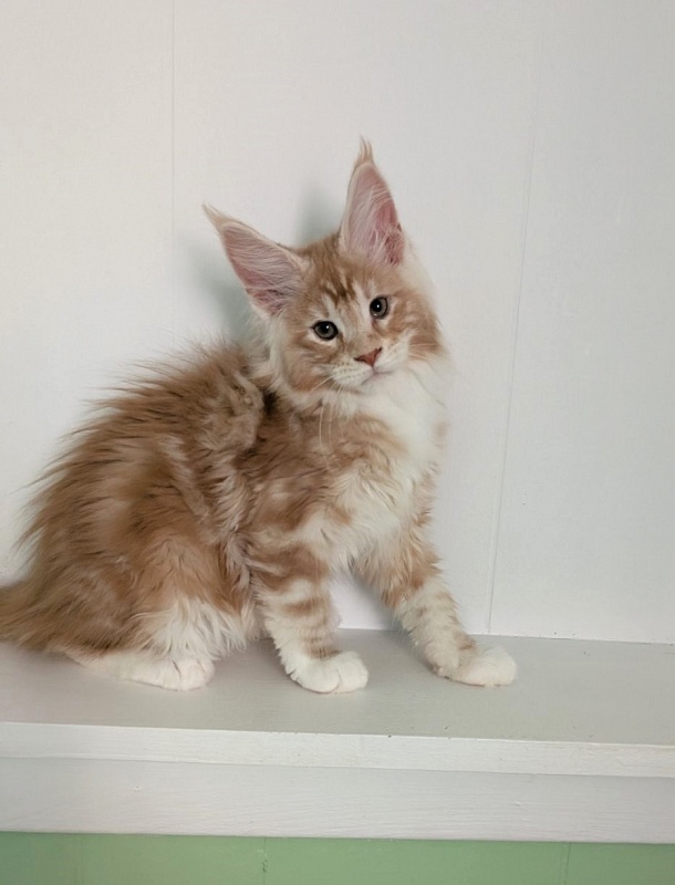 Zephyr  Monterini - Kitten maine-coon 2 months 3 weeks