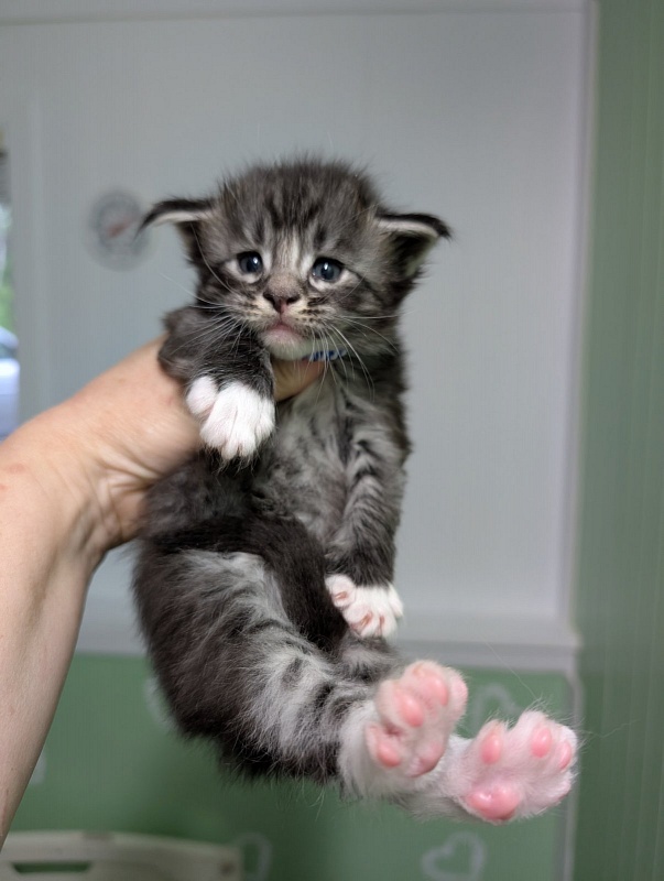 Ziggy Monterini - Кошеня мейн-кун 3,5 тижні