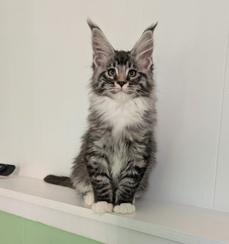 Ziggy Monterini - Кошеня мейн-кун 2 місяця 3 тижні