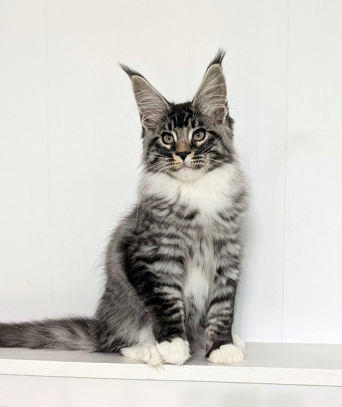 Ziggy Monterini - Кошеня мейн-кун 3,5 місяця