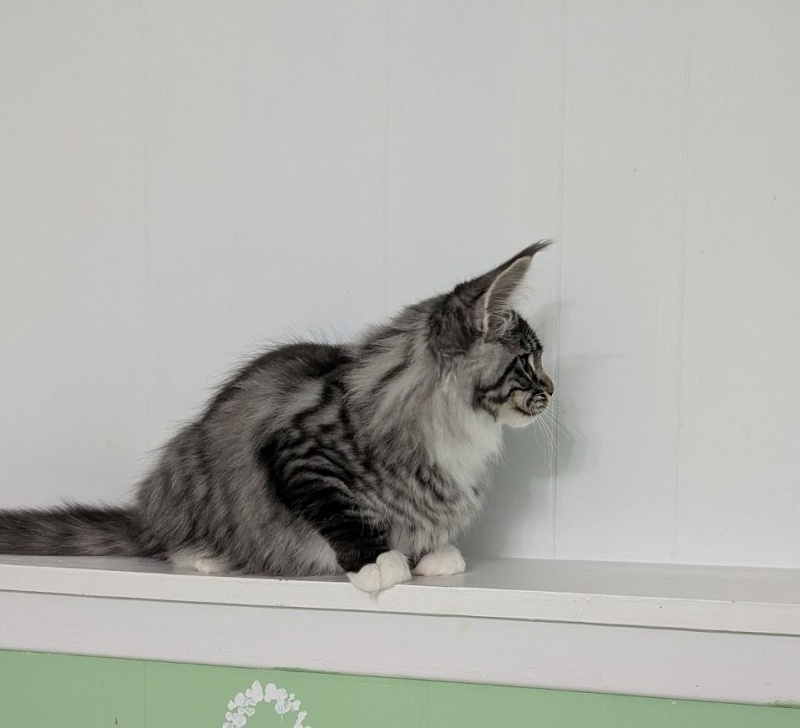 Ziggy Monterini - Кошеня мейн-кун 3,5 місяця