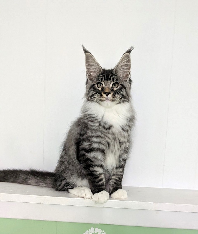 Ziggy Monterini - Кошеня мейн-кун 3,5 місяця