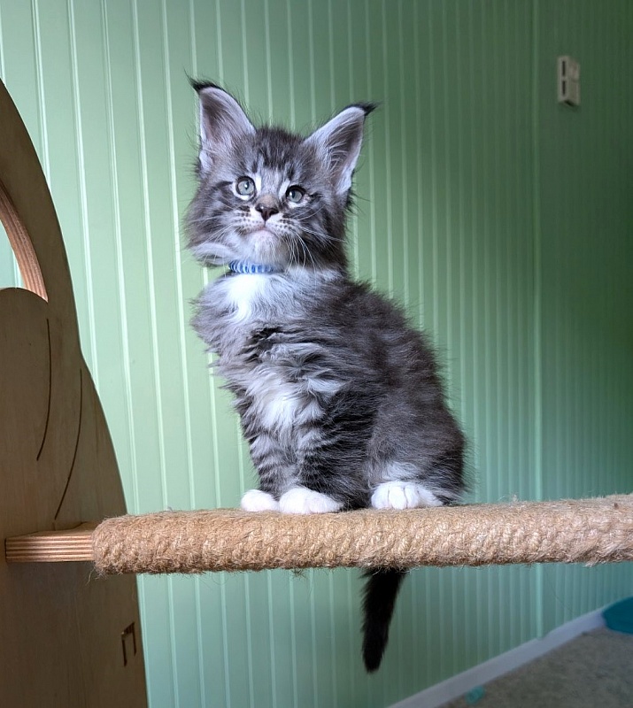 Ziggy Monterini - Кошеня мейн-кун 1 місяць 2,5 тижні