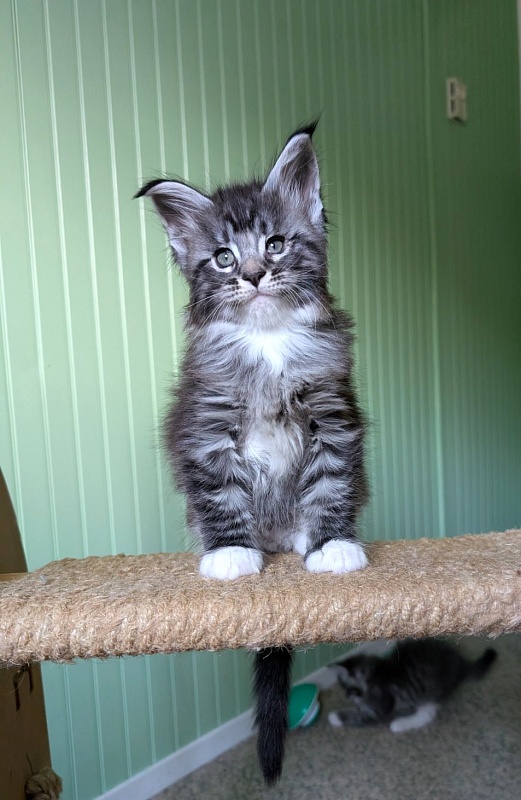 Ziggy Monterini - Кошеня мейн-кун 1 місяць 2,5 тижні