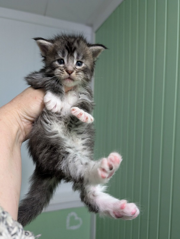 Zion Monterini - Кошеня мейн-кун 3,5 тижні