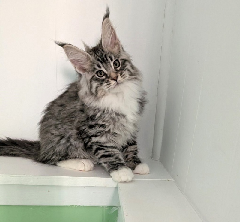 Zion Monterini - Кошеня мейн-кун 2 місяця 3 тижні