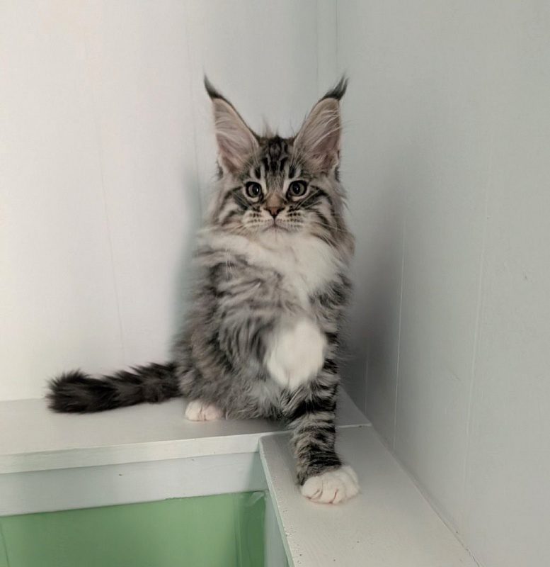 Zion Monterini - Кошеня мейн-кун 2 місяця 3 тижні