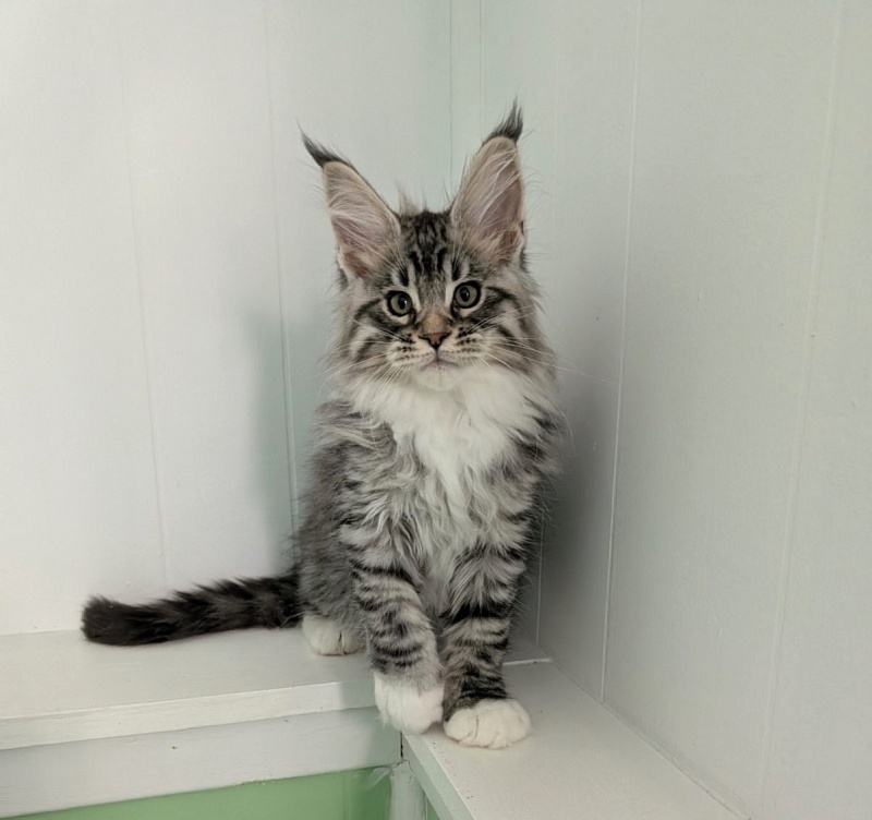 Zion Monterini - Кошеня мейн-кун 2 місяця 3 тижні