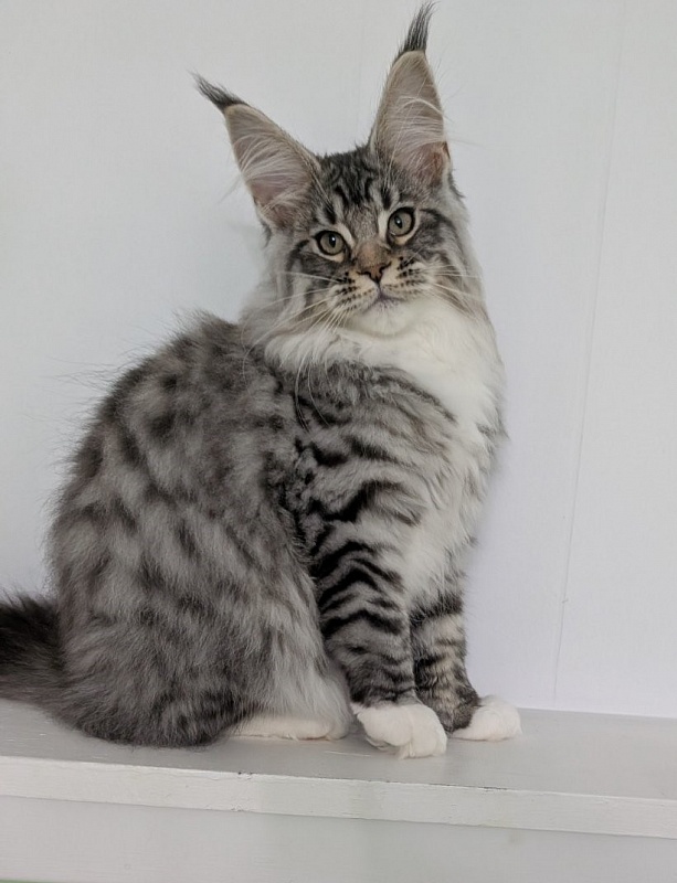 Zion Monterini - Кошеня мейн-кун 3,5 місяця