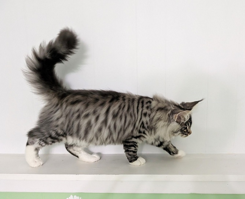 Zion Monterini - Кошеня мейн-кун 3,5 місяця