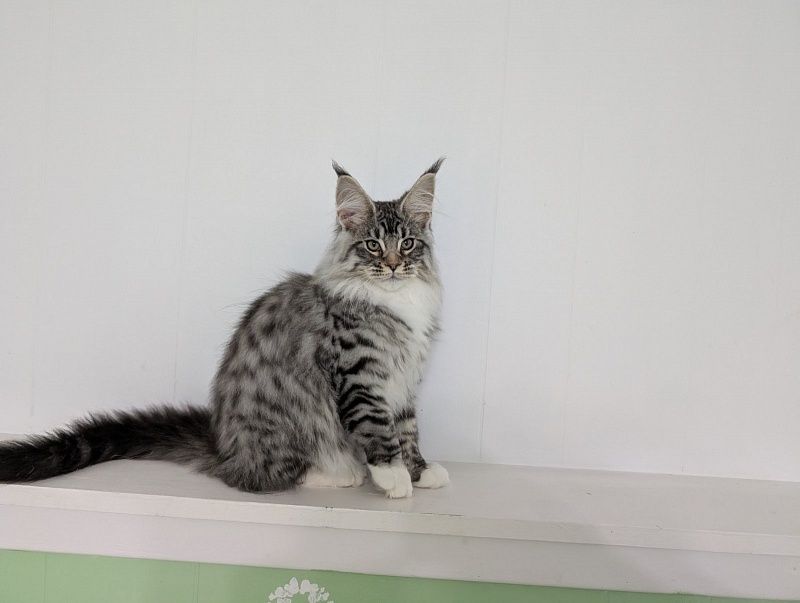 Zion Monterini - Кошеня мейн-кун 3,5 місяця