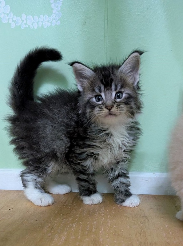 Zion Monterini - Кошеня мейн-кун 1 місяць 0,5 тижнів