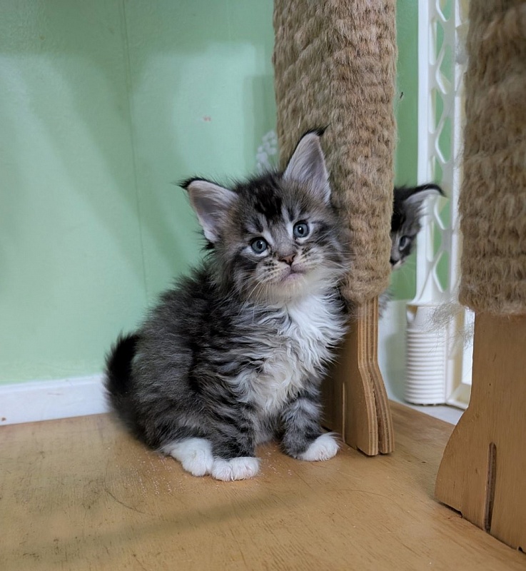 Zion Monterini - Кошеня мейн-кун 1 місяць 0,5 тижнів