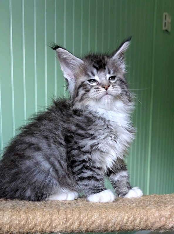 Zion Monterini - Кошеня мейн-кун 1 місяць 2,5 тижні